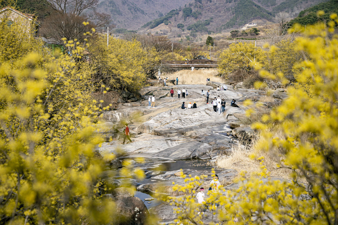 구례 산수유 군락지