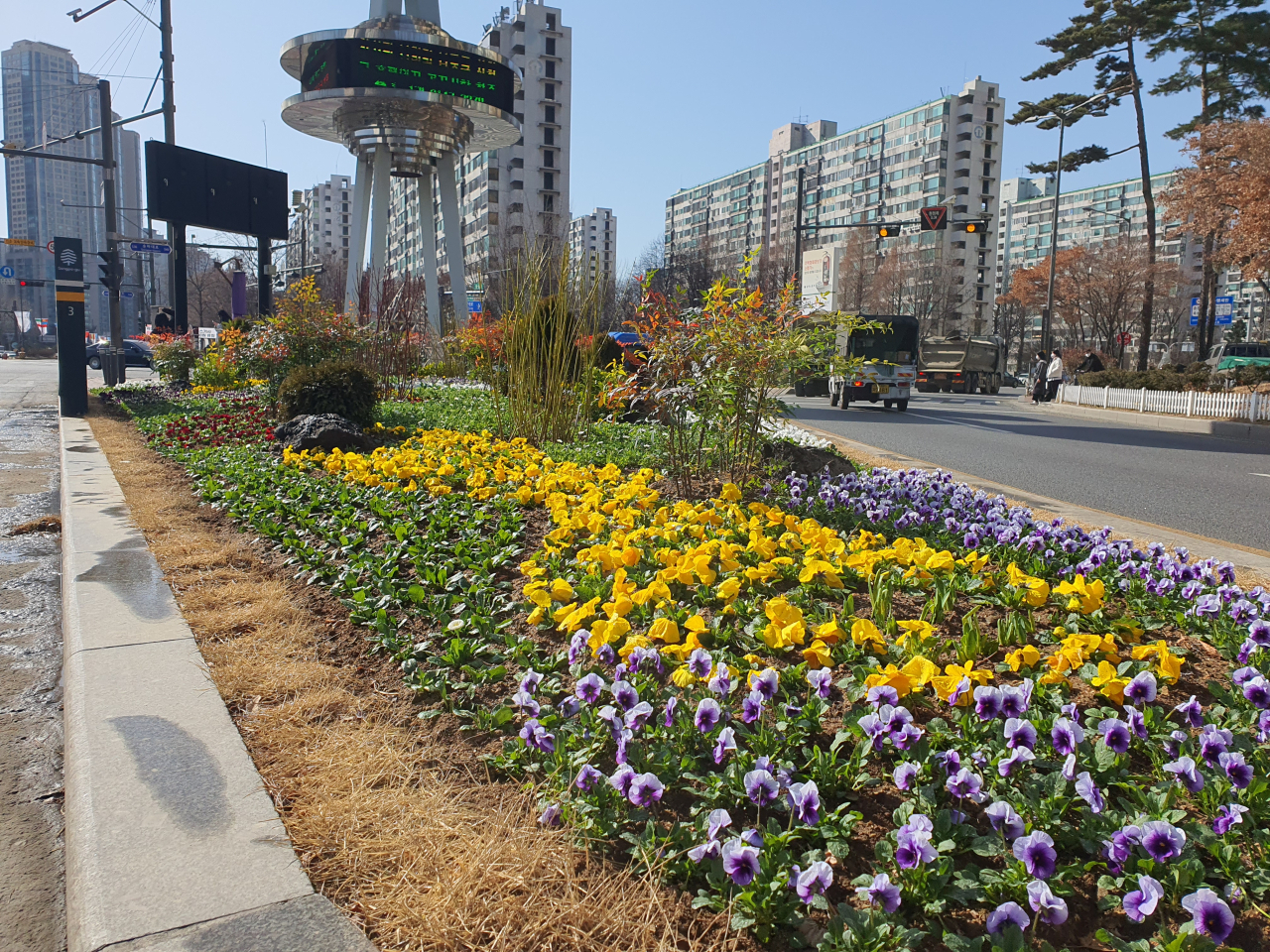 잠실역 사거리 교통섬에 송파구에서 조성한 봄철 화단. [송파구 제공]