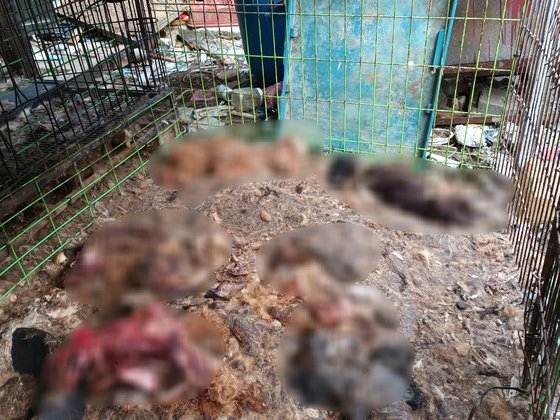경기도 양평군 용문면 한 주택에서 개 수백 마리를 굶겨 죽이는 사건이 일어나 경찰이 수사에 나섰다.[동물권단체 케어]