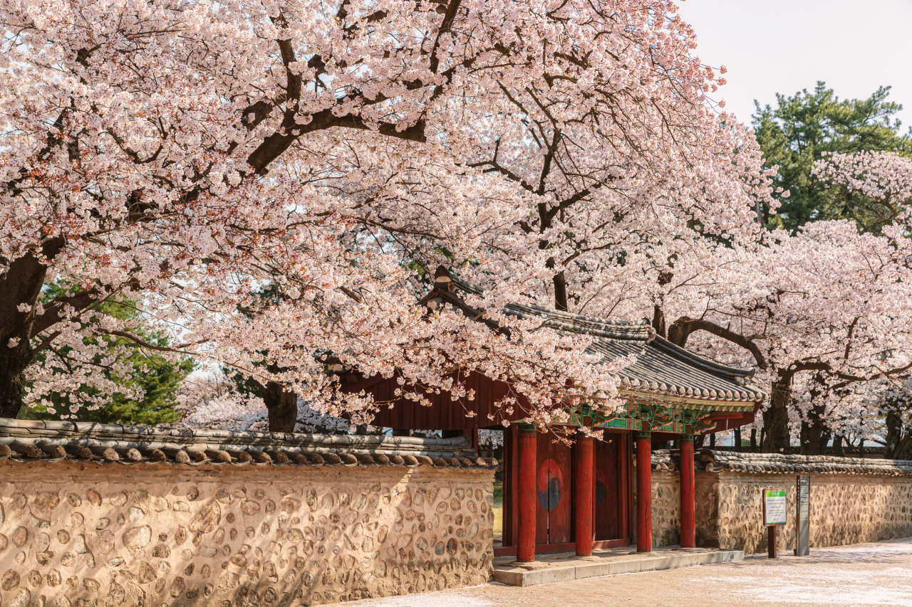 경주 대릉원 일대 벚꽃 전경.[경북문화관광공사 제공]