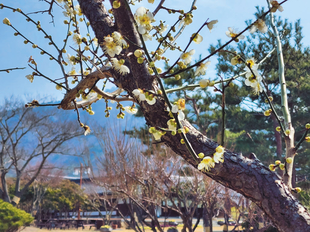 땅끝마을 전라남도 해남에 자리한 고산 윤선도 선생의 기념관 인근에 활짝 핀 매화.