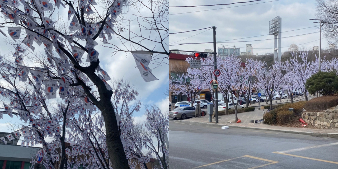 한 네티즌이 만개한 벚꽃나무로 착각했다며 공개한 '태극기 나무' 사진. [온라인 커뮤니티]
