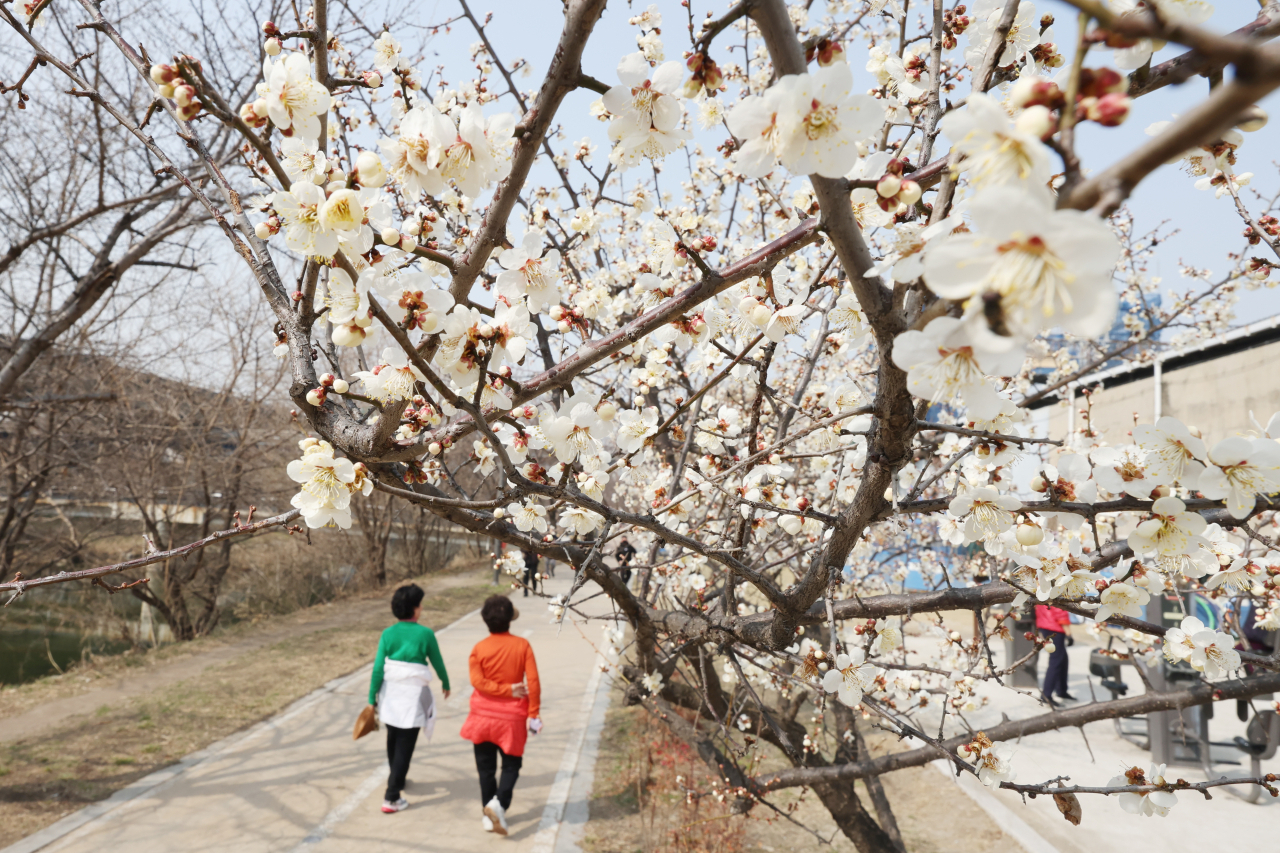 서울 낮 기온이 20도를 넘는 등 포근한 봄 날씨를 보인 10일 오후 매화가 만개한 서울 성동구 사근체육공원에서 시민들이 패딩점퍼를 벗어서 허리에 묶은 채로 산책하고 있다. 연합뉴스