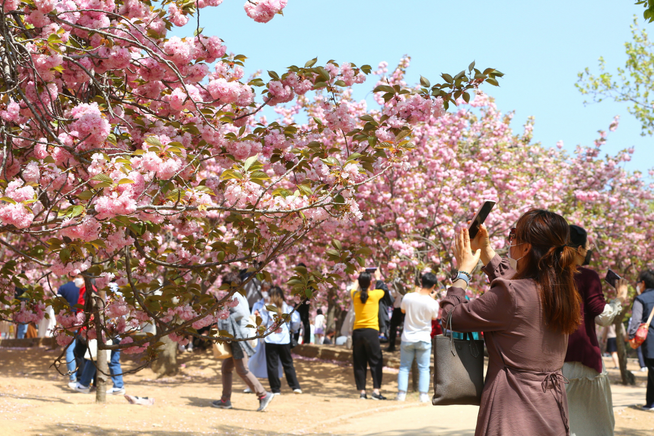 '경주벚꽃축제'가 4년만에 열린다.[경주시 제공]