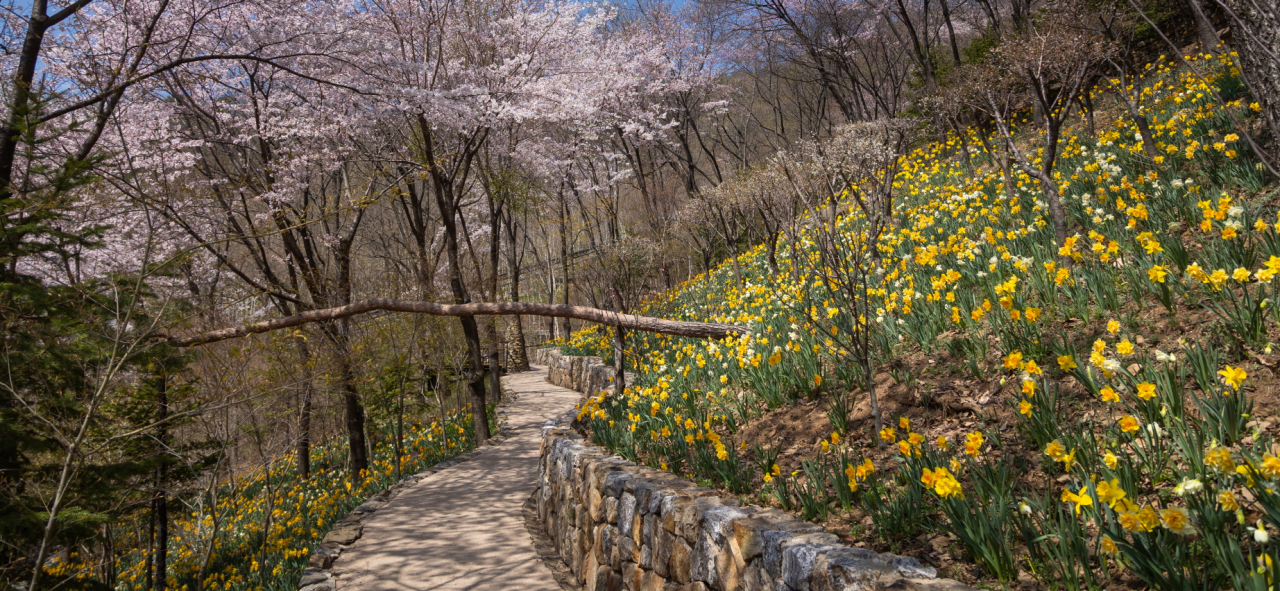 화담숲 꽃길