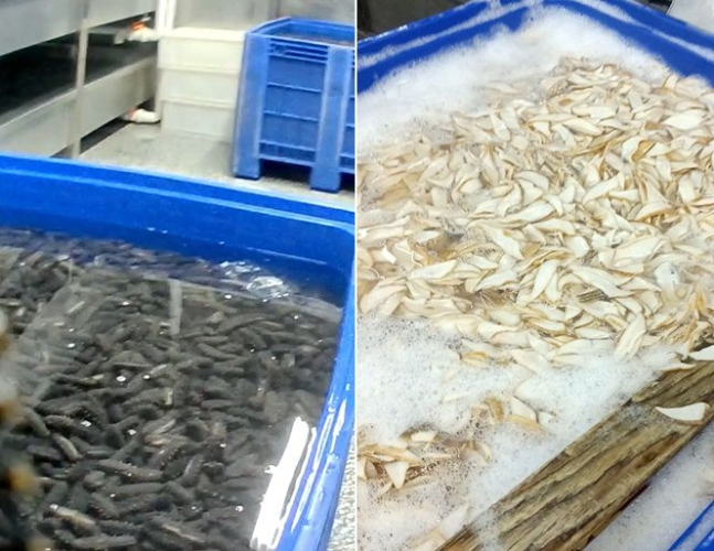 붕사가 주성분인 세척제가 희석된 물에 담겨져 있는 해삼과 전복. [신경보]