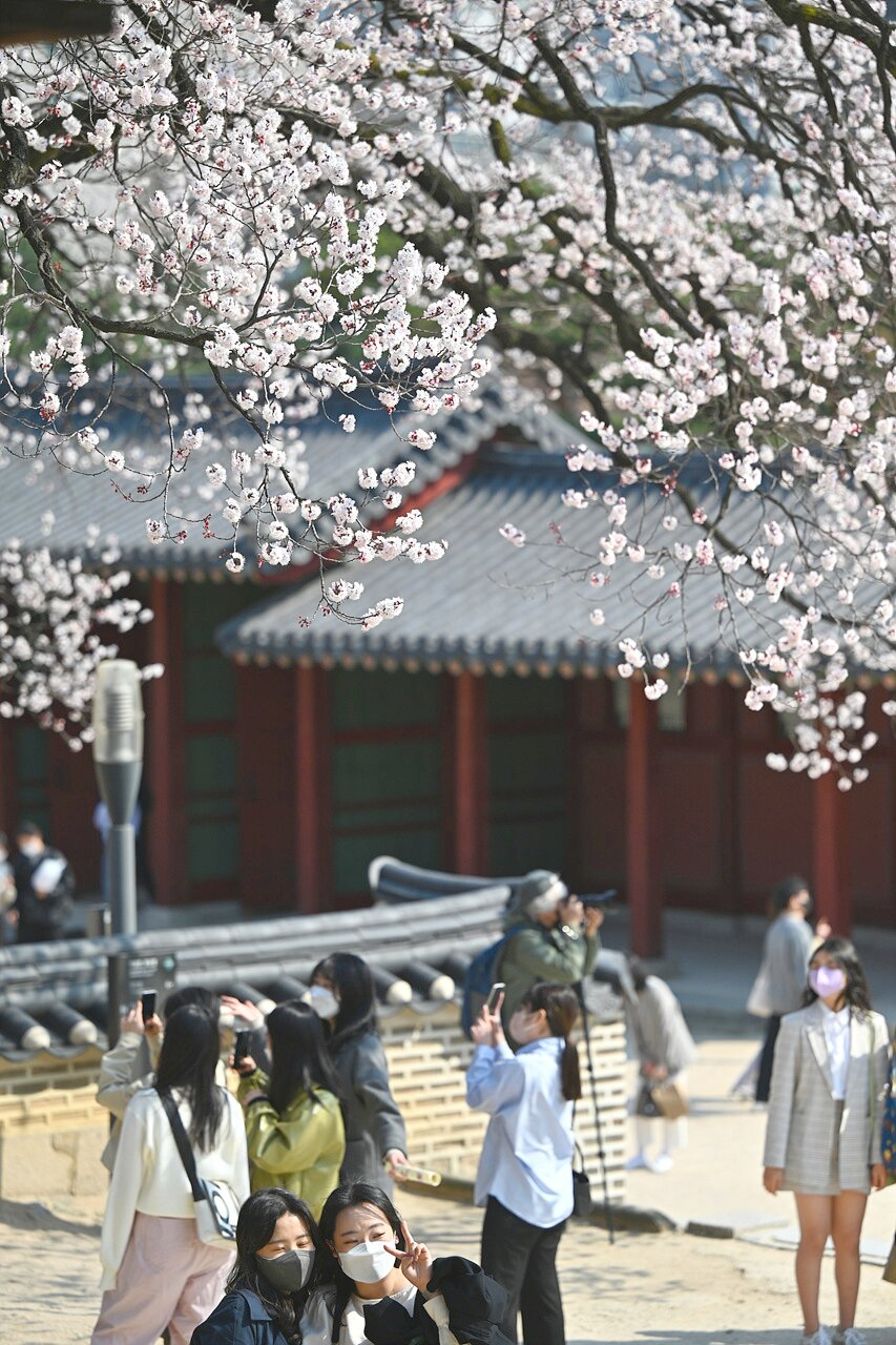창덕궁의 봄