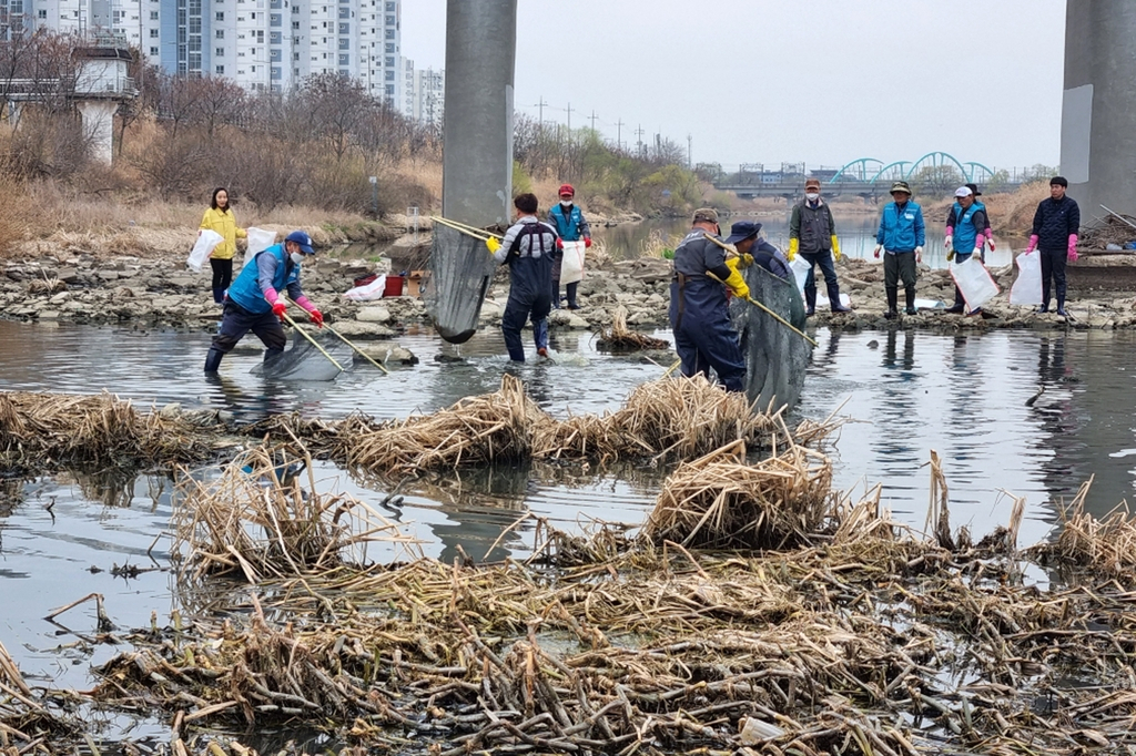 물고기 폐사체 수거하는 공무원들[광주광산구 제공]