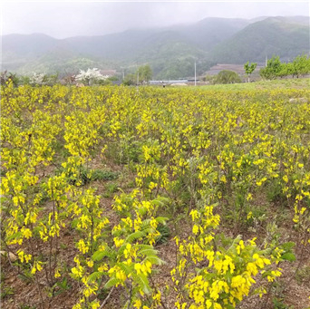 강원도 양구군에서 보호중인 개느삼.[KBSI 제공]