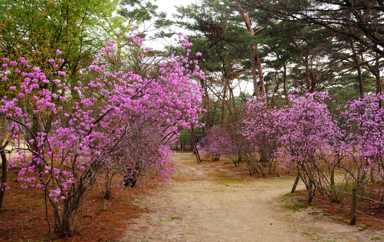 봄꽃의 최고는 꽃대궐 궁과 능..개화시기와 문화행사 안내 - 헤럴드경제