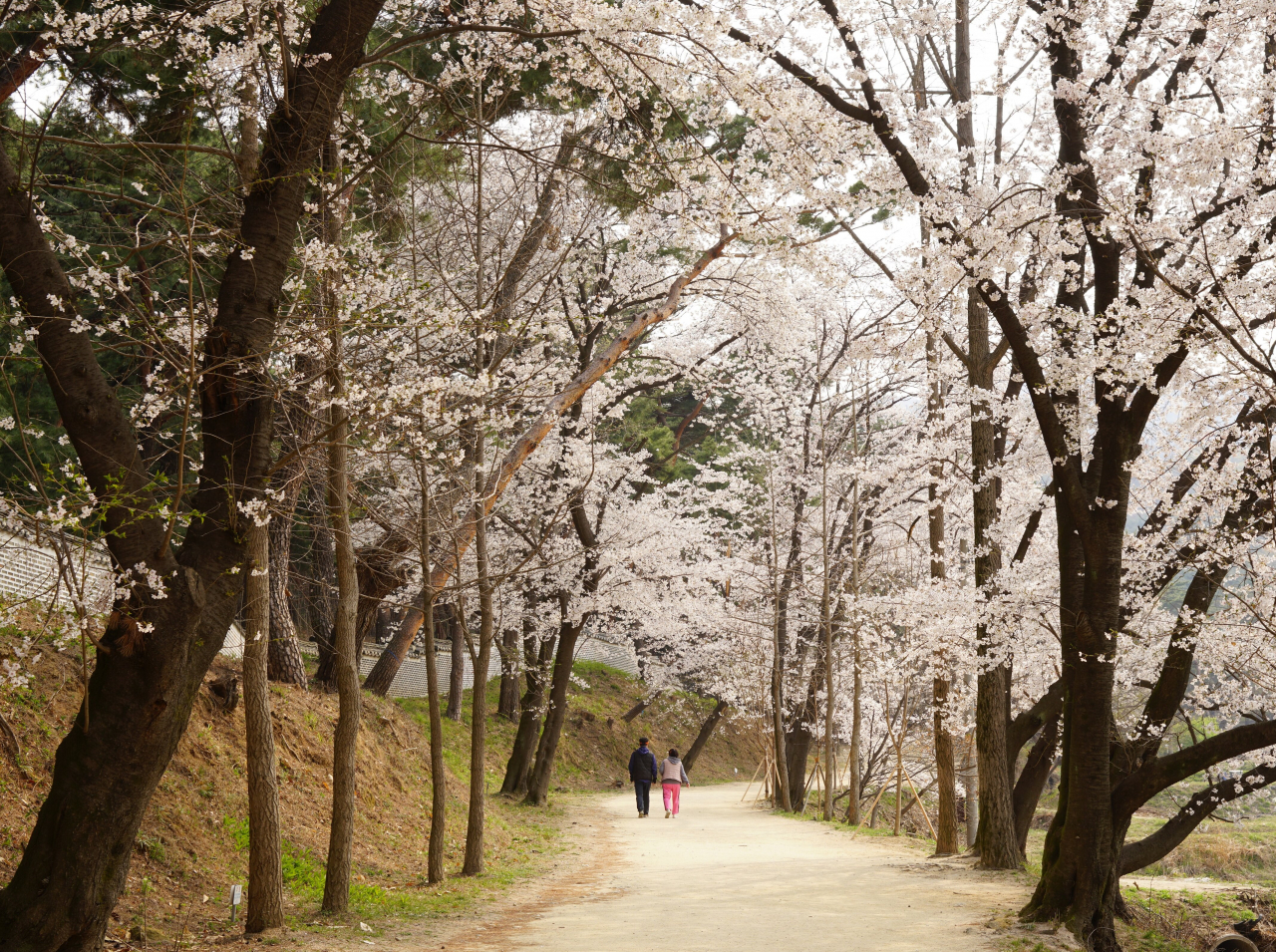 봄꽃의 최고는 꽃대궐 궁과 능..개화시기와 문화행사 안내 - 헤럴드경제