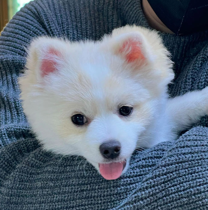 부산 무인점포에 유기됐다가 구조된 강아지의 모습. ['라이프' 인스타그램 캡처]
