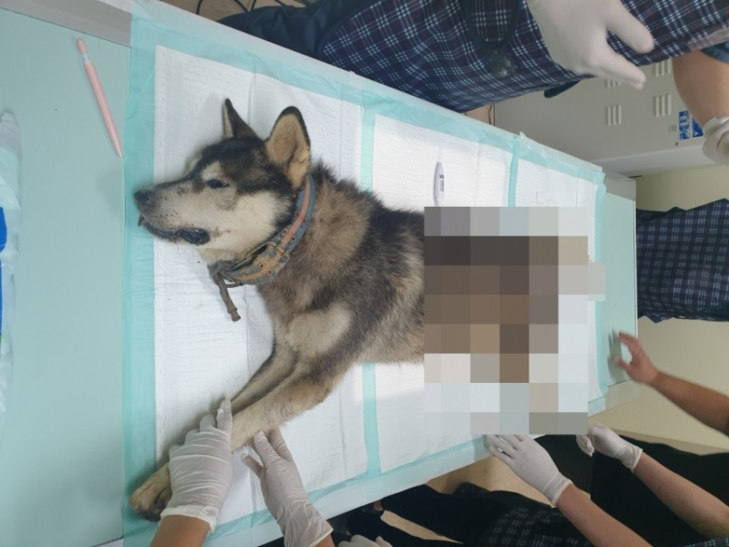 제주시에서 몸통에 화살이 관통된 개[연합]