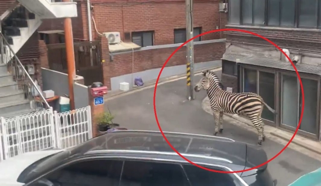 서울 광진구 일대를 돌아다닌 얼룩말