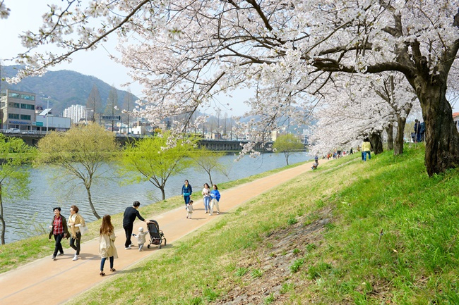 순천 동천변 벚꽃길.