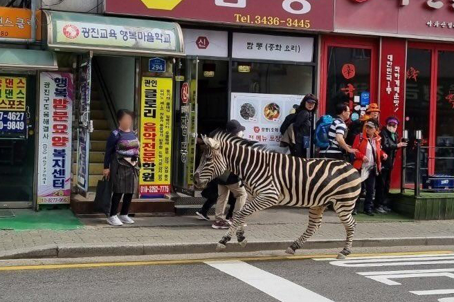 23일 오후 서울 광진구 자양동 인근에서 어린이대공원에서 탈출한 얼룩말이 주택가를 돌아다니고 있다. 서울어린이대공원 등에 따르면 이 얼룩말은 이날 오후 2시 50분께 공원 내 우리 주변에 설치된 나무 데크를 부수고 탈출한 것으로 전해졌다. [연합]