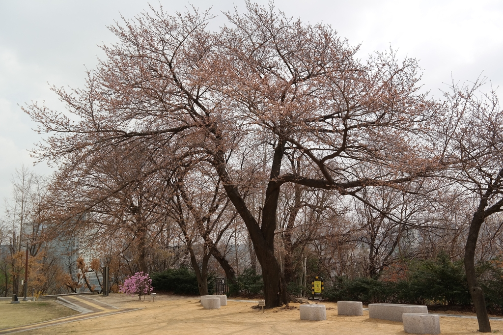 25일 개화한 서울 종로구 서울기상관측소 왕벚나무. [기상청 제공. 연합]