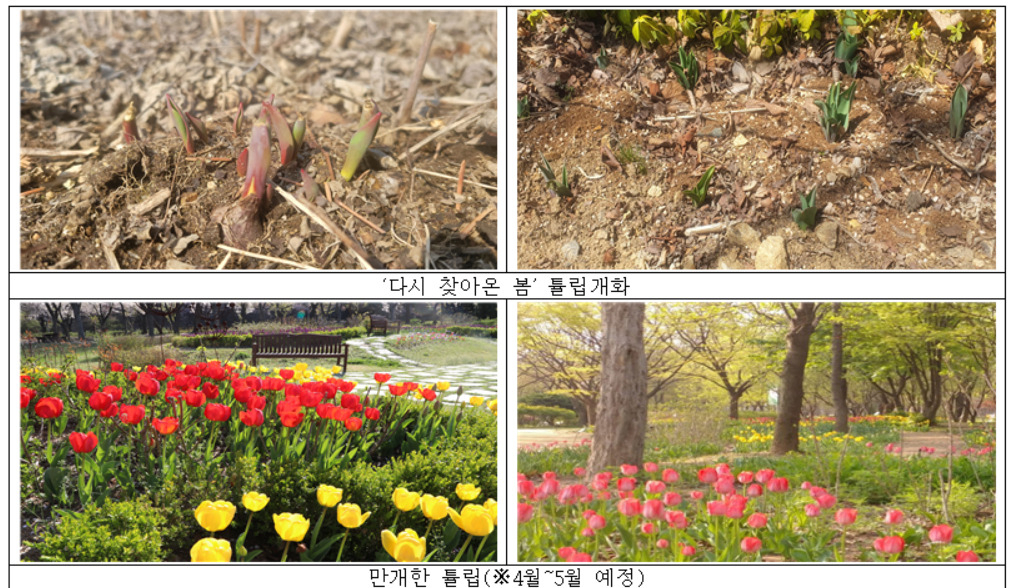 완연한 봄을 맞아 서울대공원에 봄꽃의 향연이 이뤄지고 있다고 서울대공원이 27일 밝혔다. 사진은 서울대공원의 봄꽃 전경. [서울시 제공]