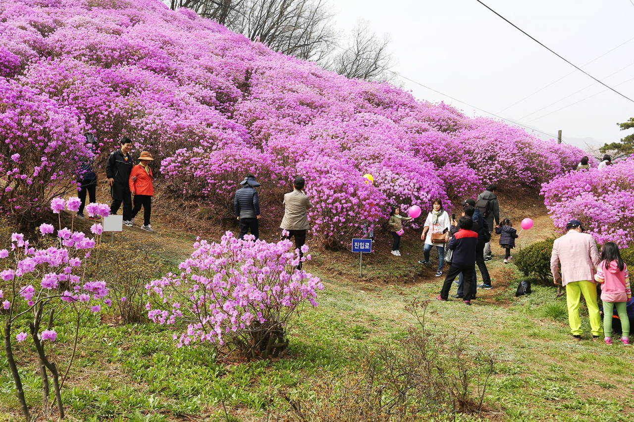 효성 안양공장 진달래 동산. [효성 제공]