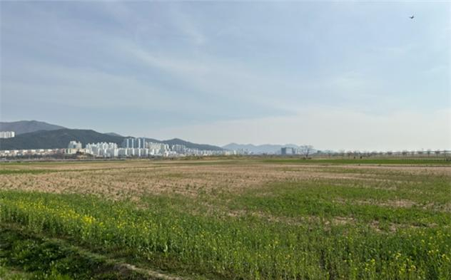 지난 겨울 동해를 입어 생육이 부진한 낙동강 유채단지 모습. [ 부산시 제공]