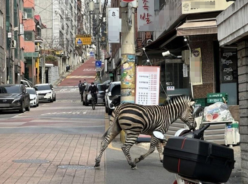23일 오후 2시50분께 서울 광진구 서울어린이대공원에서 탈출한 얼룩말 한 마리가 시내 주택가를 돌아다녀 당국이 생포 작전을 벌이고 있다고 어린이대공원이 전했다. 사진은 어린이대공원에서 탈출한 얼룩말. [연합]