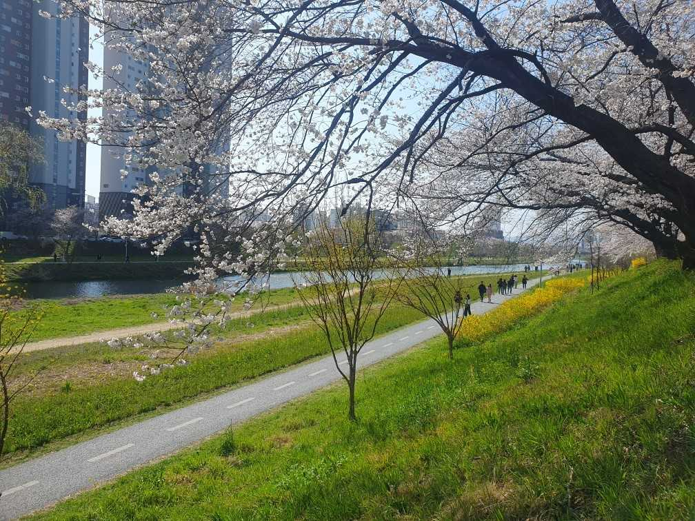 광주시는 광천2교에서부터 영산강 합류 구간까지 벚꽃길을 조성했다.