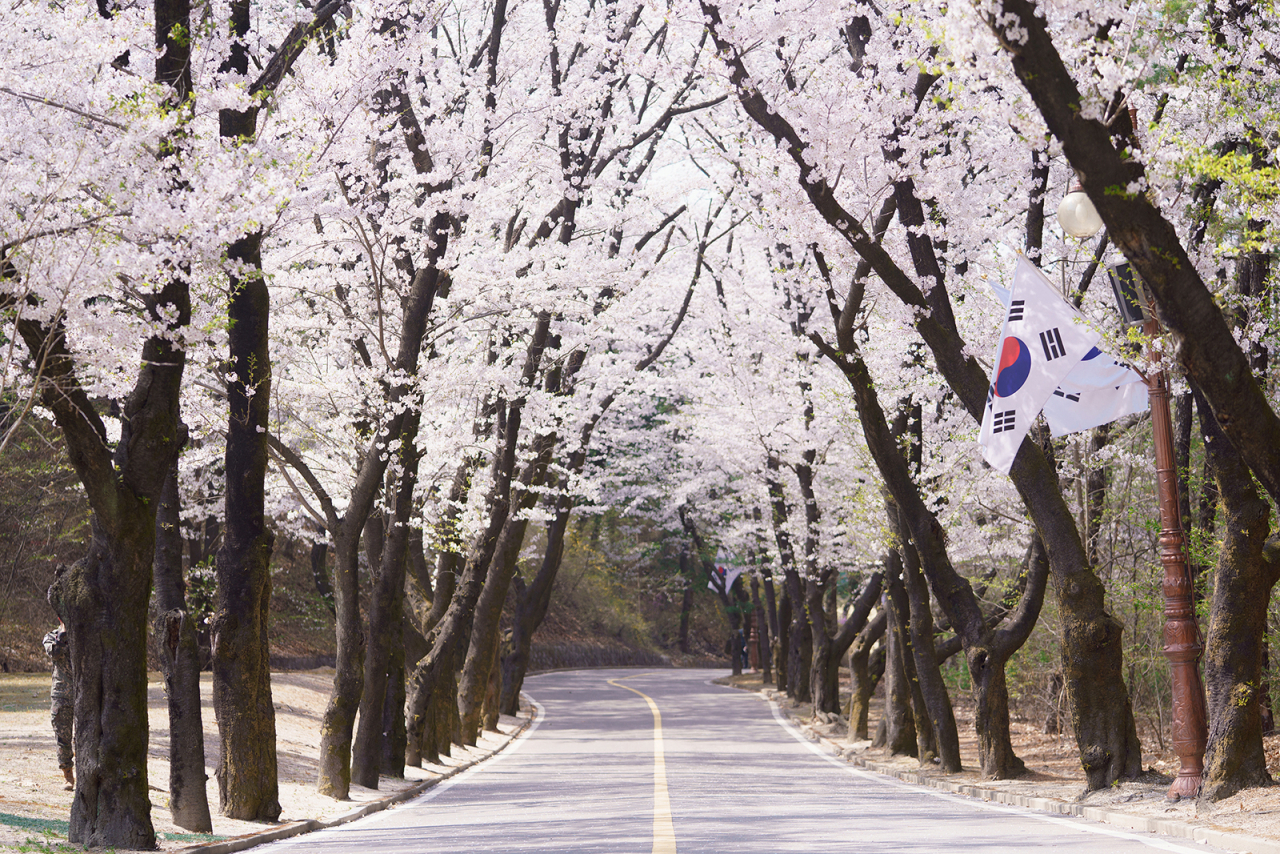 육군사관학교가 다음 달 5일부터 9일까지 벚꽃 만개 시기에 맞춰 부대를 개방한다고 29일 밝혔다. 사진은 육군사관학교 내 호국사로 오르는 길의 벚꽃 터널 모습. [연합]