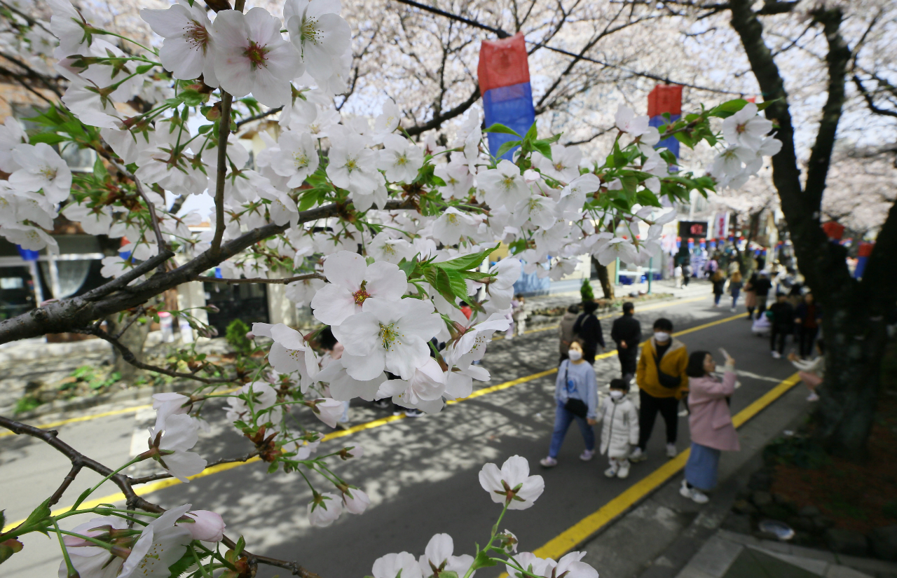 지난 26일 제주시 전농로 일대에서 열린 제16회 전농로 왕벚꽃 축제장을 찾은 제주도민과 관광객들이 활짝 핀 벚꽃을 감상하며 즐거운 주말을 보내고 있다. [연합]