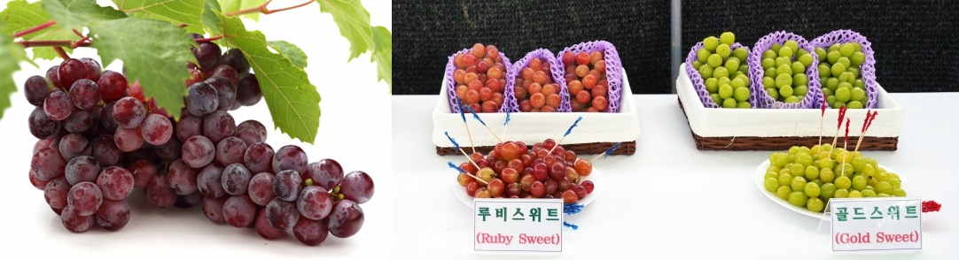 (왼쪽부터) 홍주씨들리스, 루비스위트, 골드스위트 [국립원예특작과학원, 경상북도농업기술원 제공]