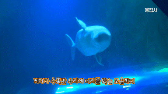 2022년 9월 유튜버가 찍은 벨라 영상. [유튜브 '봉집사' 영상 캡처]