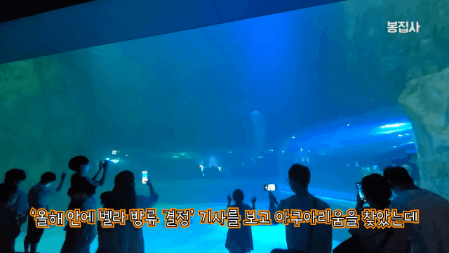2022년 9월 유튜버가 찍은 벨라 영상. [유튜브 '봉집사' 영상 캡처]