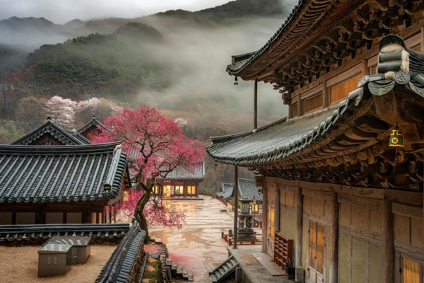 2023화엄사 홍매화·들매화 콘테스트에서 전문가 부문 최우수상을 수상한 김진관씨 작품. [화엄사 제공]