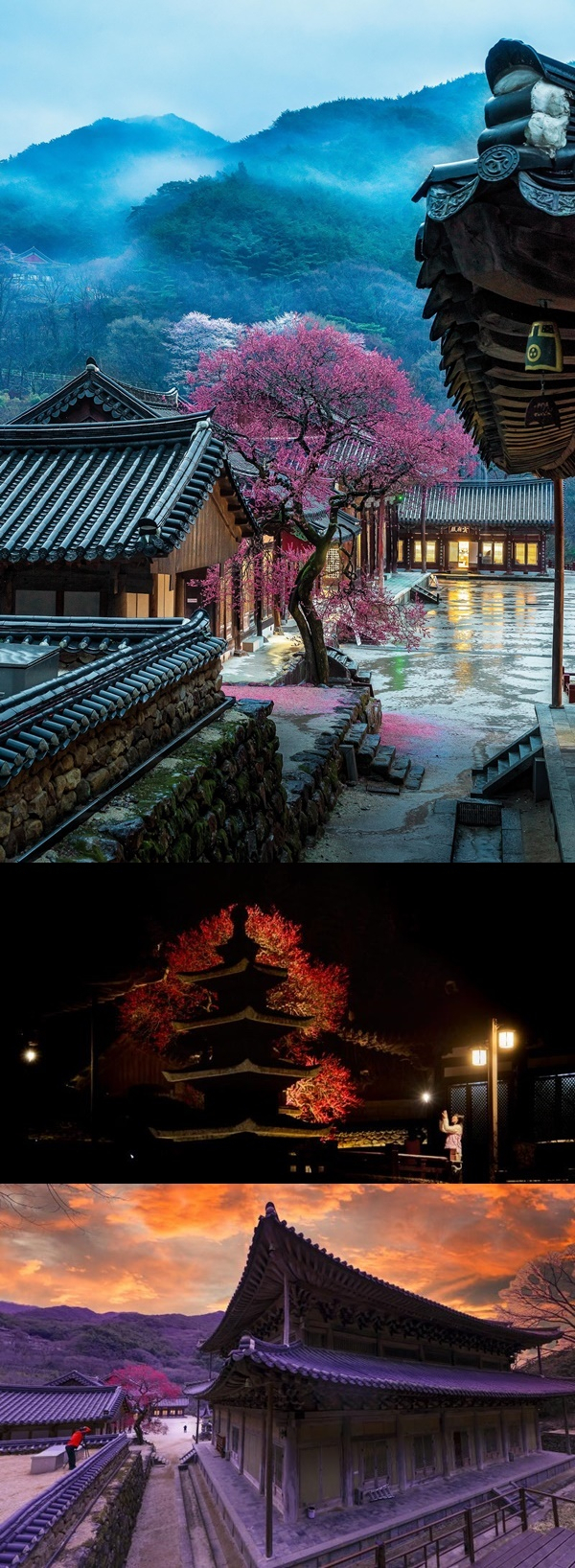 전문가 부문 사진대회에서 입상한 신성자, 정성주, 형남진 씨 작품.(사진 위에서부터)