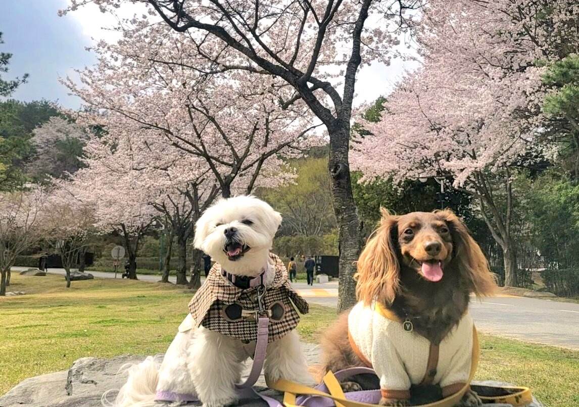 울산대공원의 ‘꽃 보다 개’.