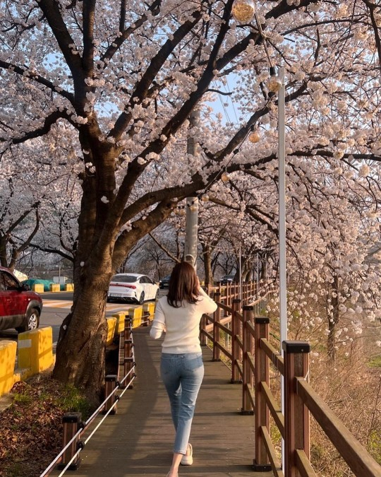 '45세' 김하늘, 벚꽃 나들이…나이 잊은 청바지 뒤태 자랑