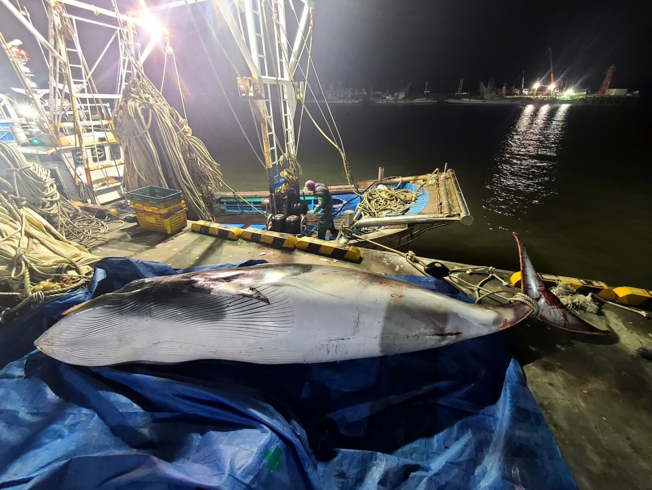 보령해양경찰서는 지난 2월23일 오후 2시께 전북 부안군 상왕등도 서방 약 33㎞(18해리) 인근 해상에서 조업 중이던 선장이 그물에 걸려 죽어있는 밍크고래 한 마리를 발견해 보령해경에 신고했다고 24일 밝혔다.