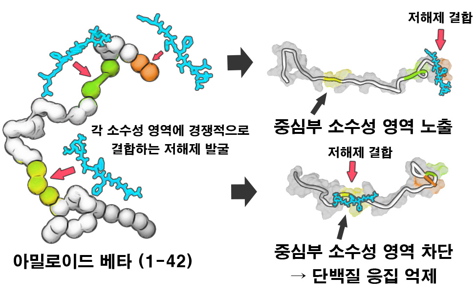 아밀로이드 베타 단백질의 응집체 형성을 억제하는 모식도.[고려대학교 제공]
