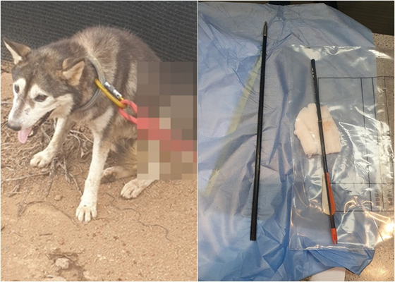 지난해 8월 26일 제주시에서 몸통에 화살이 관통된 개가 발견됐다. 범행에 쓰인 카본 재질의 70㎝ 길이 화살. [연합뉴스, 제주시]