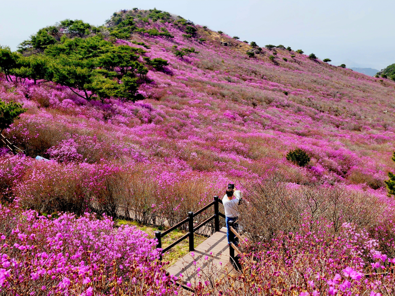 최근 기온이 잠시 떨어져 낙화의 위기가 있었음에도 비슬산 참꽃은 날이 풀리자 되살아났다.