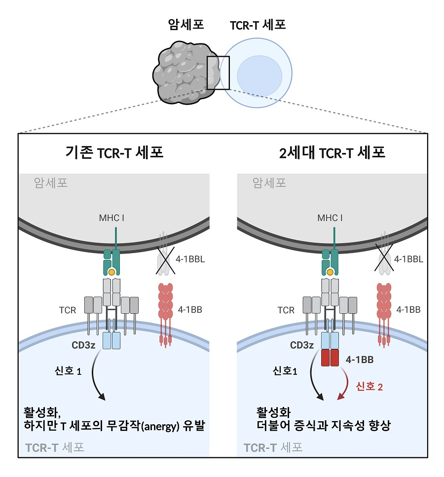 2세대 TCR-T 세포의 신호전달 메커니즘 모식도.[KAIST 제공]