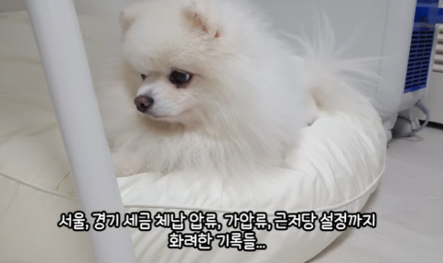 [유튜브 채널 '루퐁이네' 캡쳐]
