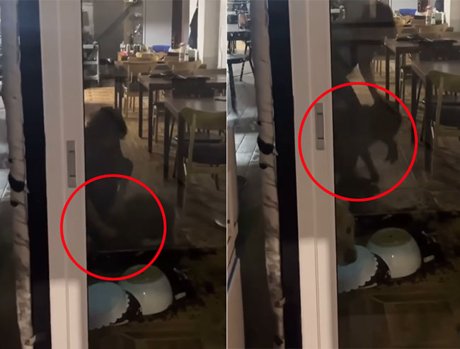 [동물보호단체 '케어' SNS 캡처]