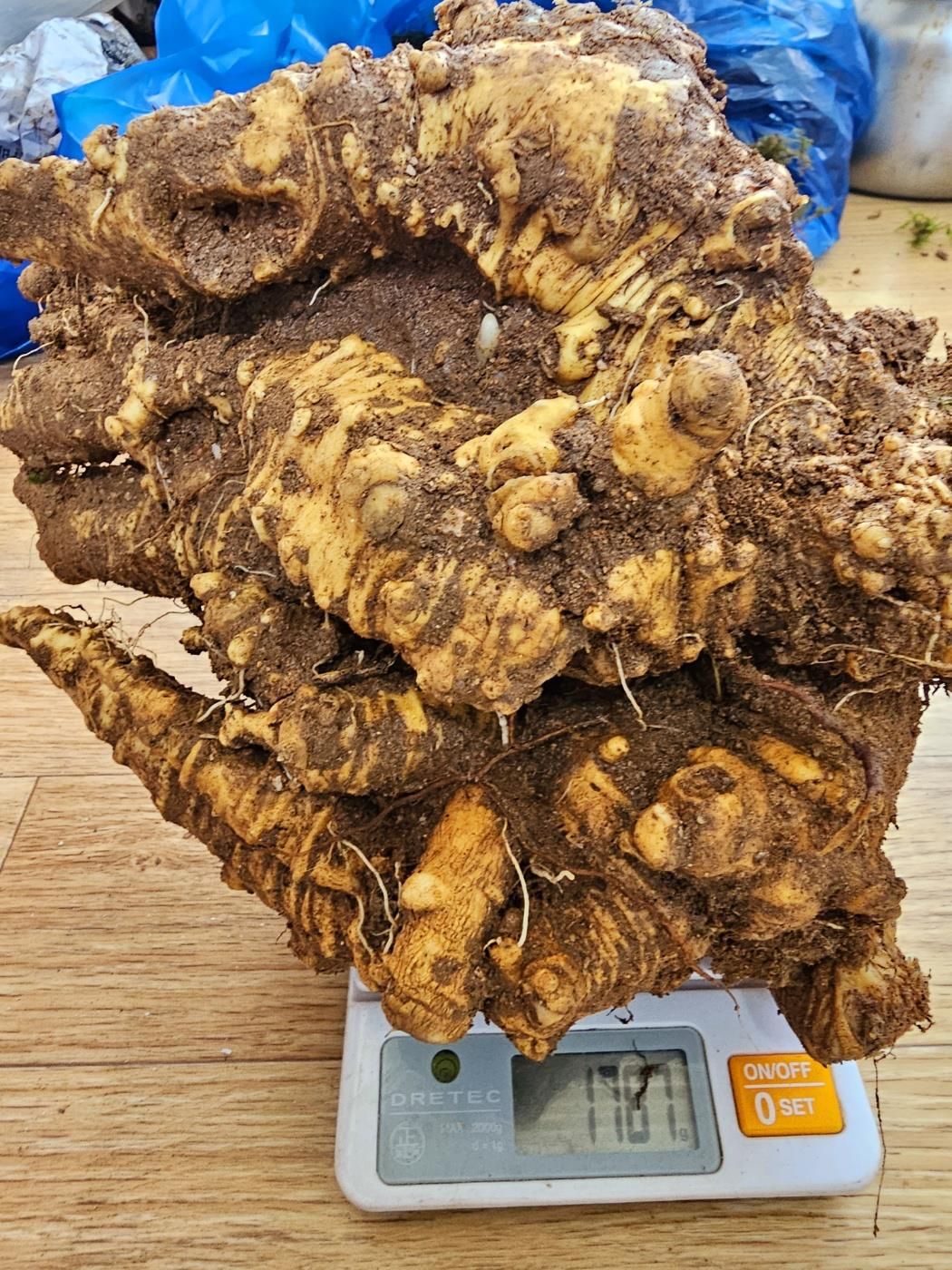 60대 A씨가 지난 19일 경남 하동 지리산 자락에 있는 한 야산에서 무게만 1.78㎏에 달하는 100년 이상 묵은 것으로 추정되는 초대형 더덕을 발견했다고 한국전통심마니협회가 21일 밝혔다. 사진은 100년 묵은 더덕. [연합]