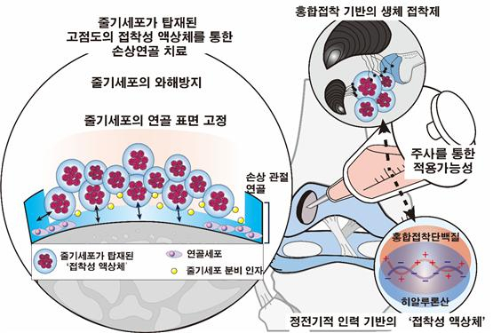 홍합의 접착단백질과 히알루론산을 사용해 손상된 연골에 줄기세포를 이식해 치료할 수 있는 액상형 접착제 연구 모식도.[포스텍 제공]