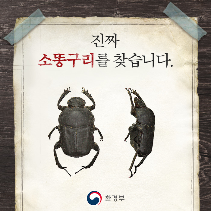 “한 마리 가격이 100만원!” 그래도 못 찾은 이 벌레, 참 흔했는데 [지구, 뭐래?]