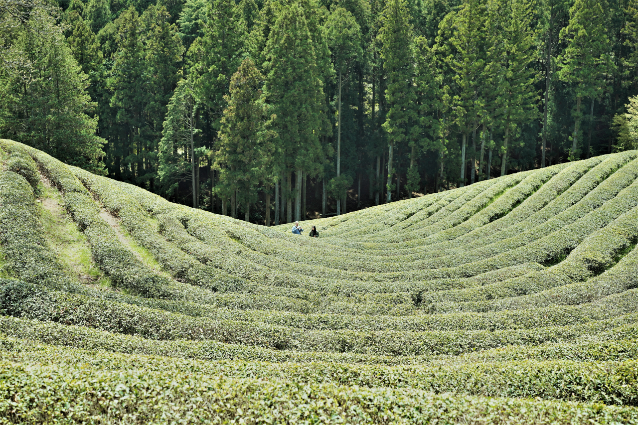 Visitors walking on terraced rows of green tea bushes at Daehan Dawon plantation in Boseong