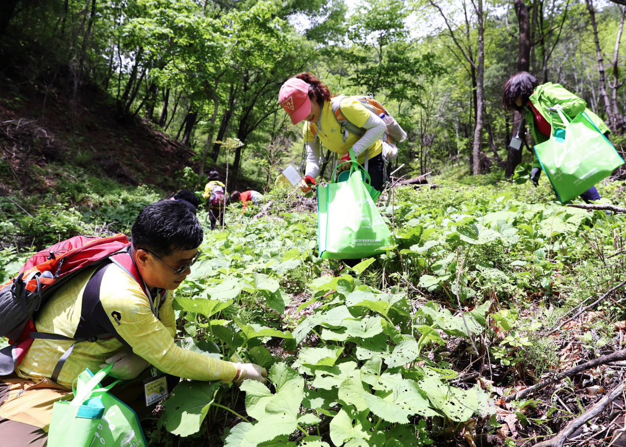 경북 영양군은 오는 11일부터 14일까지 영양군청, 영양전통시장, 일월산 일원에서 '제18회 영양산나물축제'를 연다.[영양군 제공]
