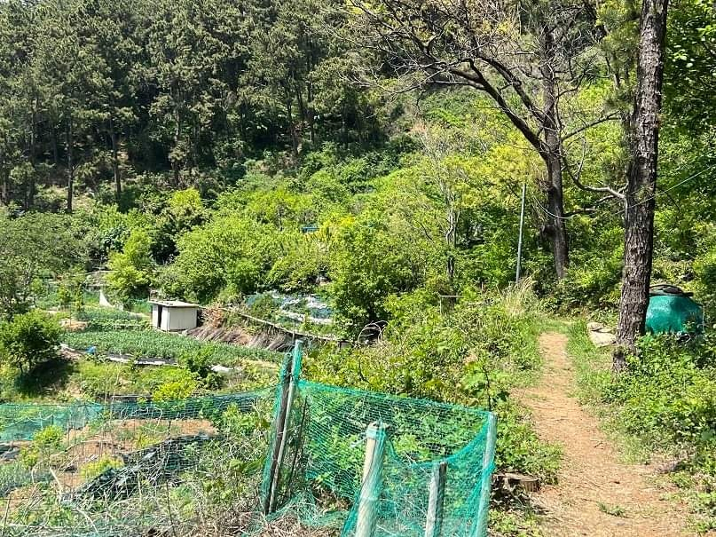 적발된 부산 강서구 양귀비 재배현장. [부산경찰청 페이스북]