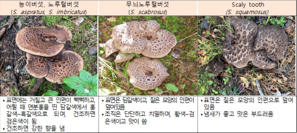 식용으로 사용할 수 없는 버섯들. [식약처 제공]