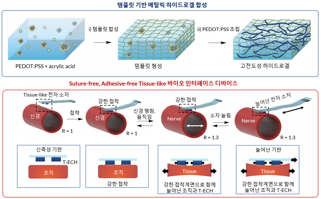 하이드로겔 합성법과 접착제 없이 구동 가능한 조직 유사 바이오 인터페이스 디바이스.[KAIST 제공]